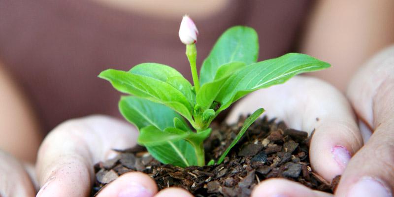 Hands holding a small growing plant