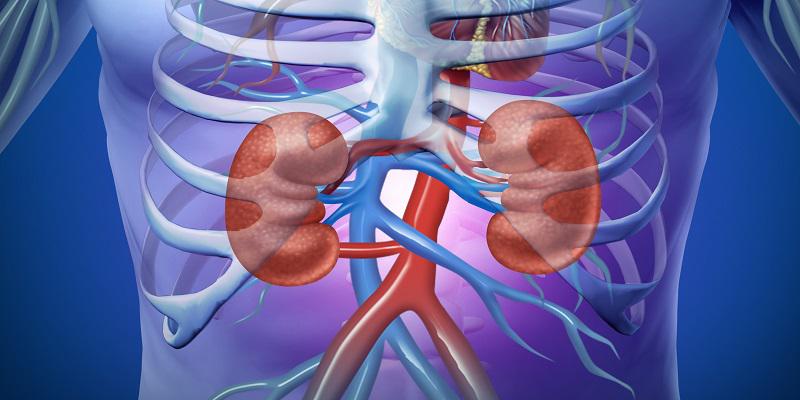 Kidney graphic